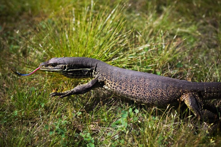 Local wildlife33